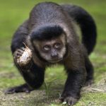 Không dập được dịch sốt, dân Brazil thảm sát khỉ