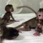 Trung Quốc cho sinh sản vô tính khỉ biến đổi gene để nghiên cứu sức khỏe tâm thần