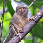 Phát hiện loài khỉ nhỏ nhất thế giới