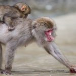 Chuyện nước Nhật: Tuyết rơi dày, lũ khỉ tuyết rủ nhau đu dây điện thoại cho đỡ lạnh chân