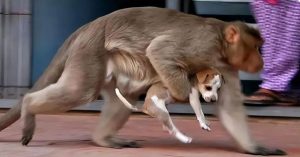 Chiến tranh giữa các loài vật còn bi thảm hơn nhiều so với tưởng tượng của con người