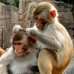 Thêm một bước tiến: Nhân bản vô tính loài linh trưởng