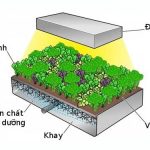 Trồng rau không cần đất