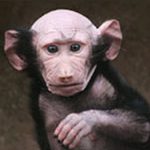 Hói đầu vì được mẹ… cưng