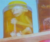 ‘Không nơi nào động vật hoang dã giảm nhanh như ở VN’