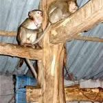 Tìm “hầu vương” ở “Hoa Quả sơn”