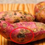 Tại sao có những củ khoai lang bị hà hay bị cứng?