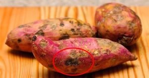 Tại sao có những củ khoai lang bị hà hay bị cứng?