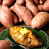 Phục tráng khoai lang Hoàng Long năng suất cao