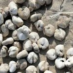 “Khoai tây lạ” trên biển bỗng dưng động đậy, ai cũng thất kinh