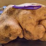 Choáng váng phát hiện ra củ khoai tây khủng nặng 8kg trong vườn nhà
