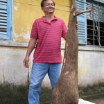 Củ khoai mì nặng gần 60 kg