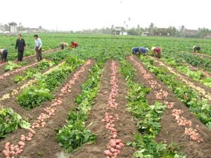 Cách thức mới để trồng khoai tây cho hiệu quả cao