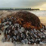 Khúc gỗ phủ đầy hà ngỗng quý hiếm trôi dạt vào bờ biển