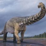 Australia xác định một loài khủng long mới có kích thước lớn nhất