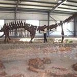 TQ phát hiện hóa thạch loài khủng long mới