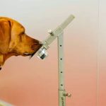 Khứu giác của loài chó còn đặc biệt hơn chúng ta nghĩ