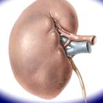 Nhật Bản: Nghiên cứu thận nhân tạo sinh học