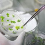 Trung Quốc thành lập chuỗi ngân hàng hạt giống để lưu trữ nguồn gene thực vật