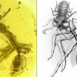Phát hiện hổ phách chứa xác “kiến địa ngục” thời tiền sử cực hiếm