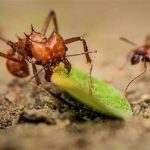 Bộ hàm đáng kinh ngạc của những con kiến ăn cỏ