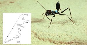 Loài kiến kỳ lạ nhất sa mạc: Biết giải toán lượng giác nhưng quên luôn đường về nếu thấy đồ ăn