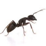 Kiến vườn đen có “nhà vệ sinh” riêng trong tổ