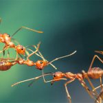 Bất ngờ với số lượng kiến trên Trái đất
