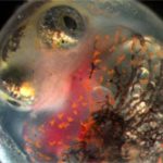 Vụ tràn dầu Deepwater Horizon gây khuyết tật cho cá