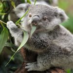 Vì sao coi gấu Koala là con vật vô cùng lười biếng?