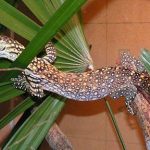 Rồng Komodo dùng nọc độc để giết mồi