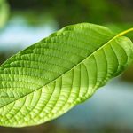 Tại sao “heroin mới” kratom gây quan ngại?