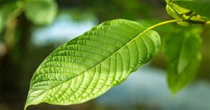 Tại sao “heroin mới” kratom gây quan ngại?