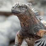 Kỳ nhông biển: Những con thằn lằn có vẻ ngoài giống như Godzilla
