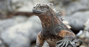 Kỳ nhông biển: Những con thằn lằn có vẻ ngoài giống như Godzilla