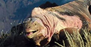 Ecuador phát hiện đàn con mới nở của kỳ nhông hồng cực quý hiếm