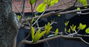 Thực hư thông tin cây bàng có tác dụng chữa bệnh, cứu sống hàng trăm chiến sỹ tại Nhà tù Hỏa Lò