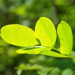 Kem chống nắng của các loài thực vật