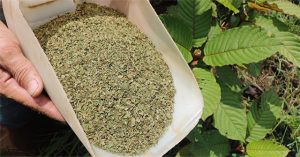 “Heroin thảo dược” – sinh kế của nông dân Indonesia