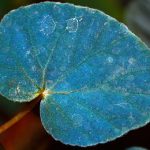 Vì sao một số loài cây có lá màu xanh lam?