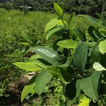 Giải mã loại lá cây được quý hơn vàng của đế chế Inca
