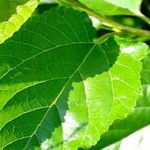 Lá dâu tằm có thể hỗ trợ chữa bệnh tiểu đường