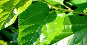 Lá dâu tằm có thể hỗ trợ chữa bệnh tiểu đường