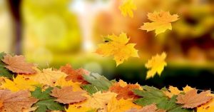 Chùm ảnh lá phong rơi vô cùng lãng mạn và đẹp đẽ
