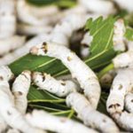 Nhuộm lá dâu đổi màu tơ