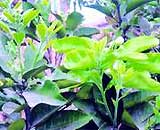 Cách chữa cảm đơn giản mà hiệu quả