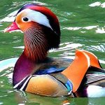 Những kẻ “lạc loài” trong tự nhiên