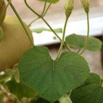 Phương pháp trồng cây mướp Nhật