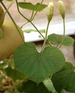 Phương pháp trồng cây mướp Nhật