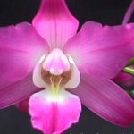9 loài quý hiếm ở VN bị tuyệt chủng trong hơn 10 năm